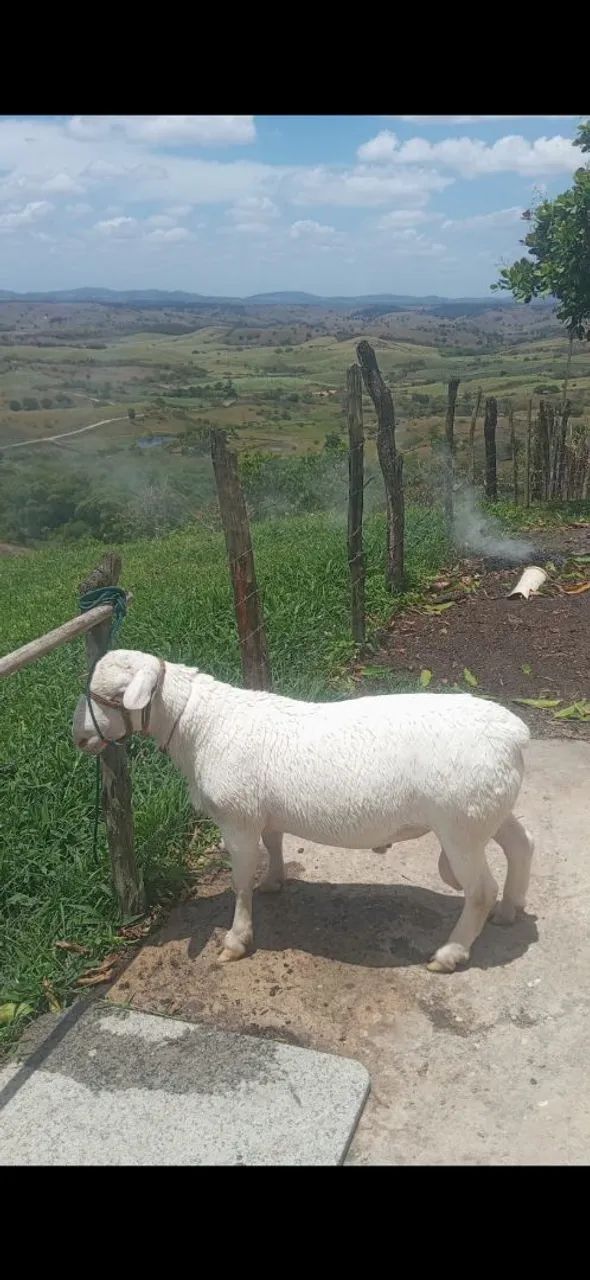 Carneiro white Dorper