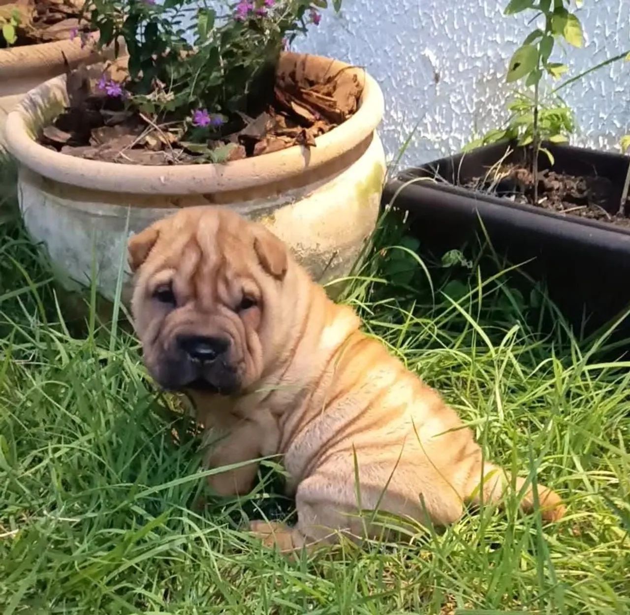 Filhote de Sharpei  - Foto 4