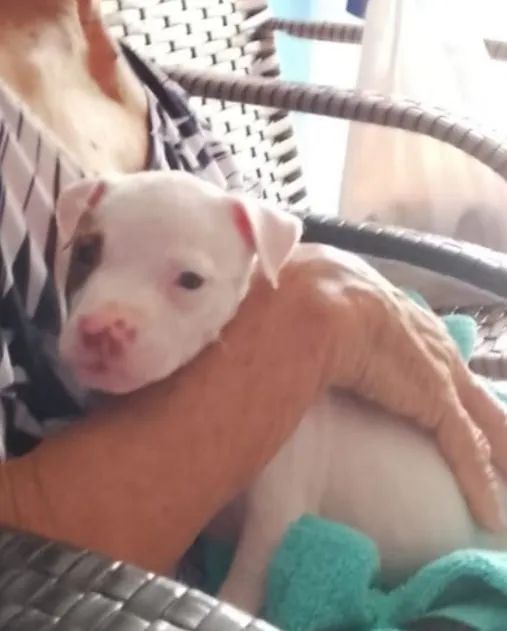 VENDO PITBULL - Foto 2