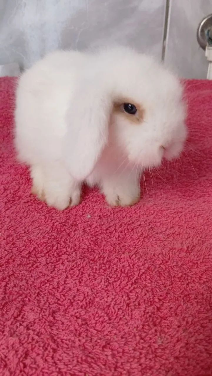 Coelhinhos Lop 