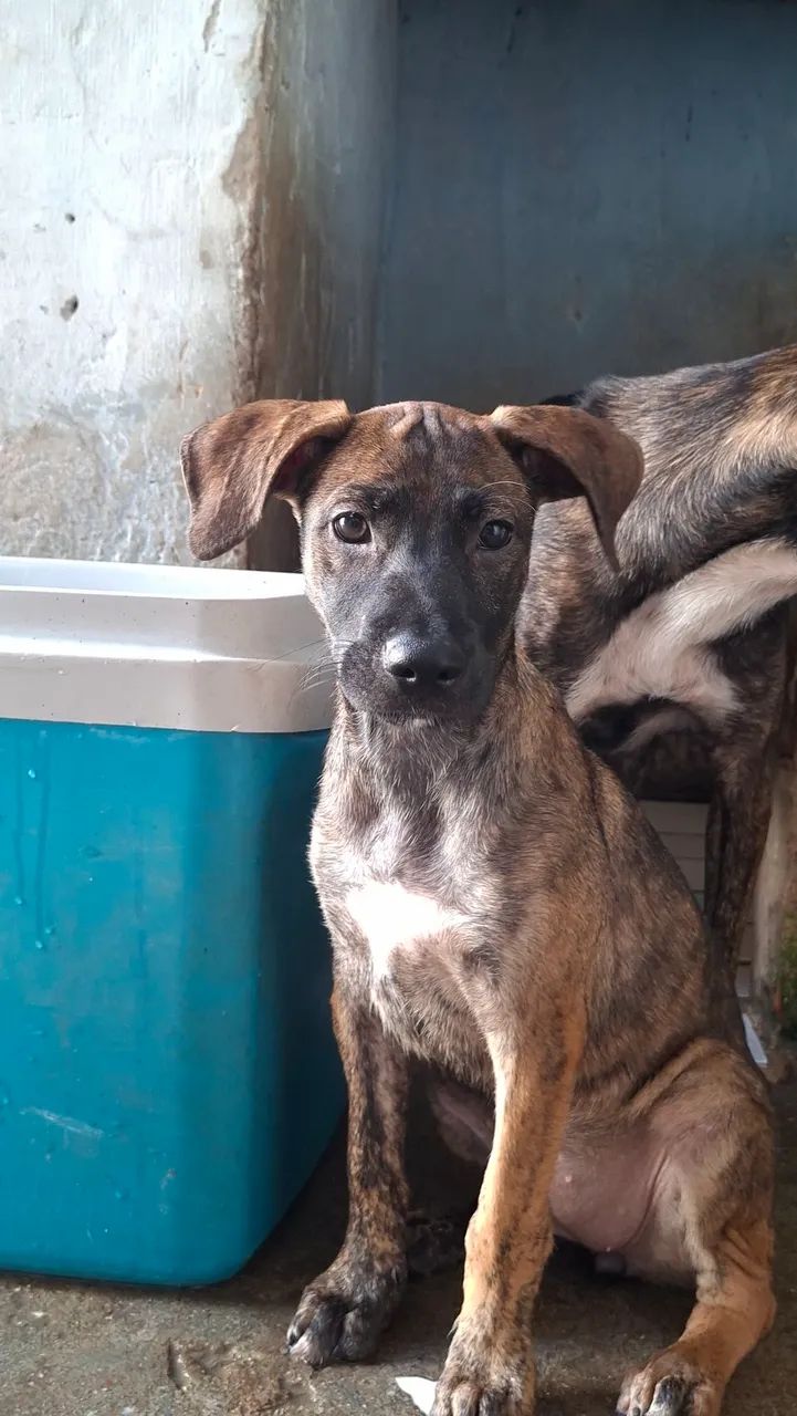 Doação de cachorras  - Foto 2