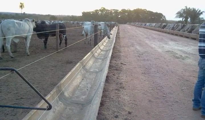 Cochos para confinamento gado (Concreto) - Foto 5