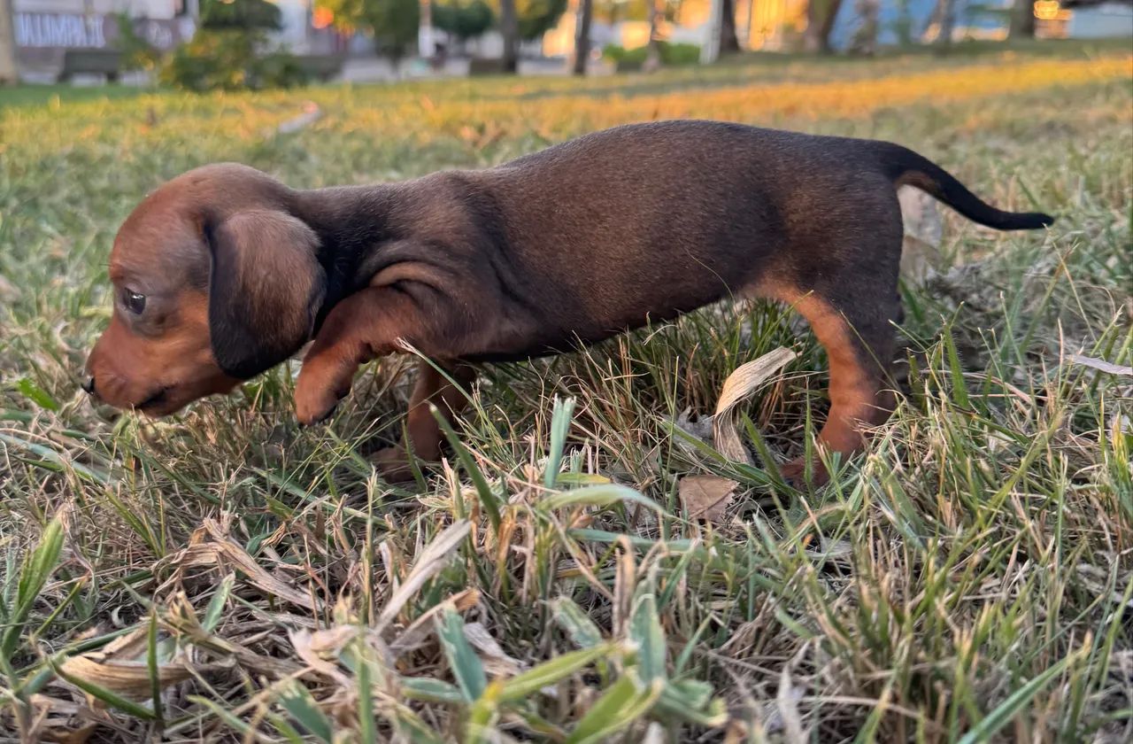 Basset Mini Castanha Cor Rara - Foto 2