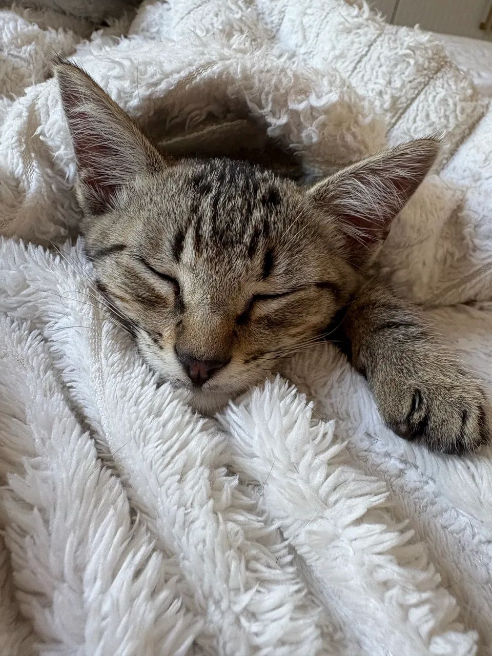 Gatinha para adoção  - Foto 6