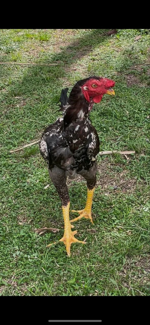 Galo mestiço  - Foto 3