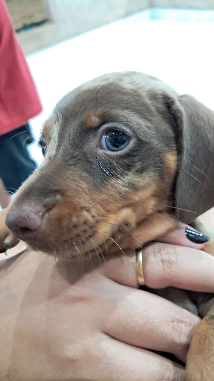 Dachshund salsicha mofado - Foto 4