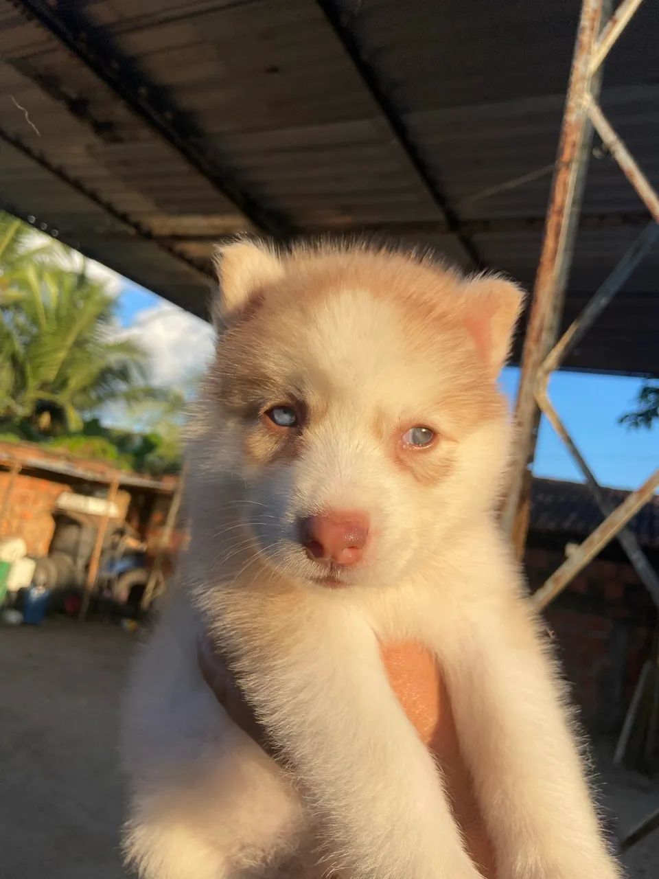 HUSKY SIBERIANO  - Foto 4