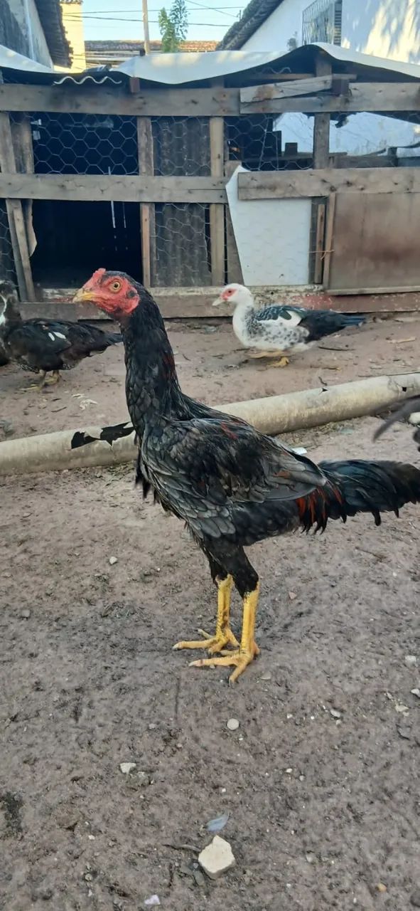 Frango de raça 