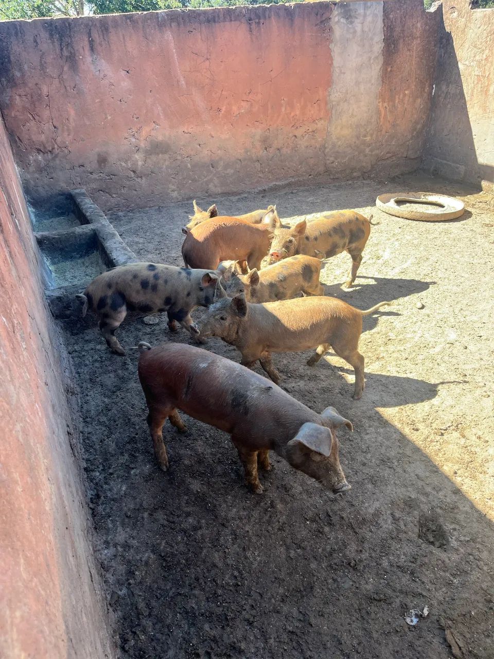 Porcos Duroc  - Foto 4