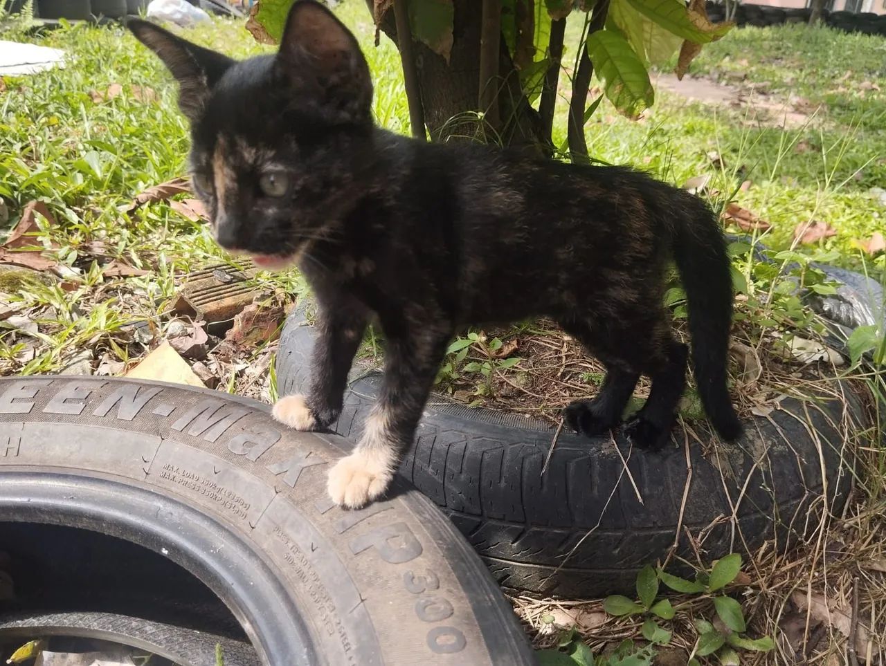 Doação gata dócil  - Foto 2