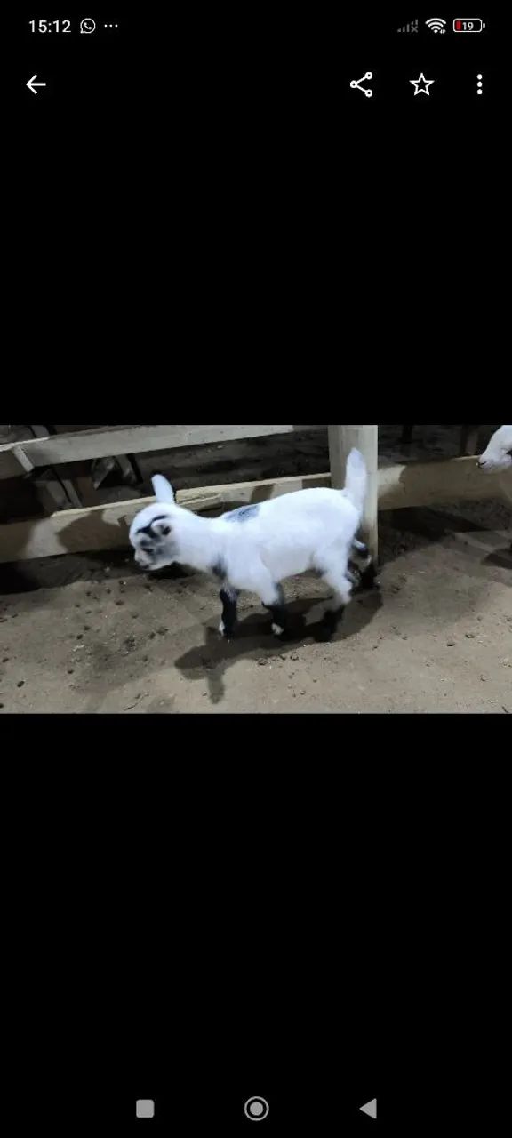 Mini cabras - Foto 3