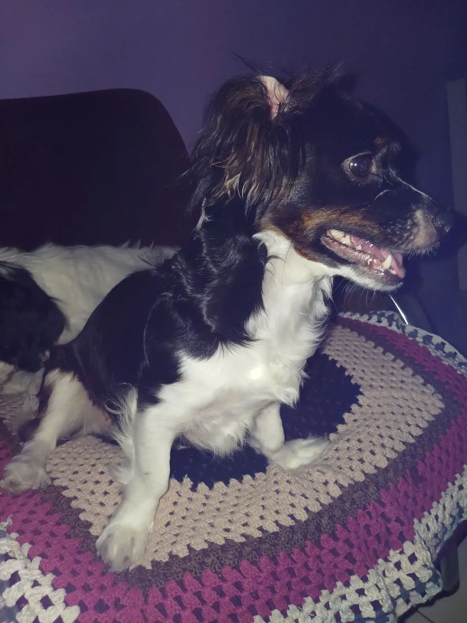 Bela