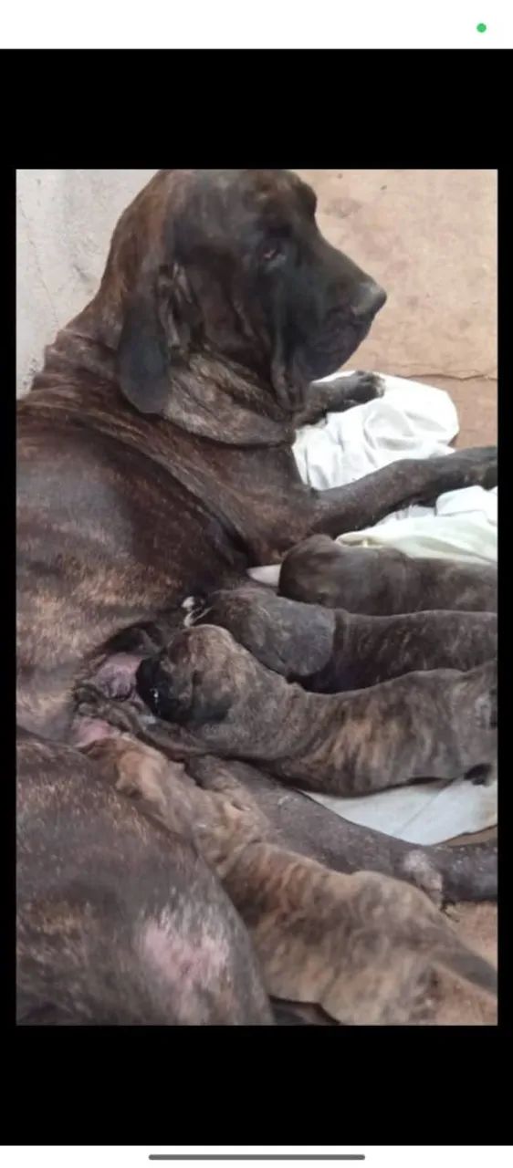 Fila Brasileiro  - Foto 3