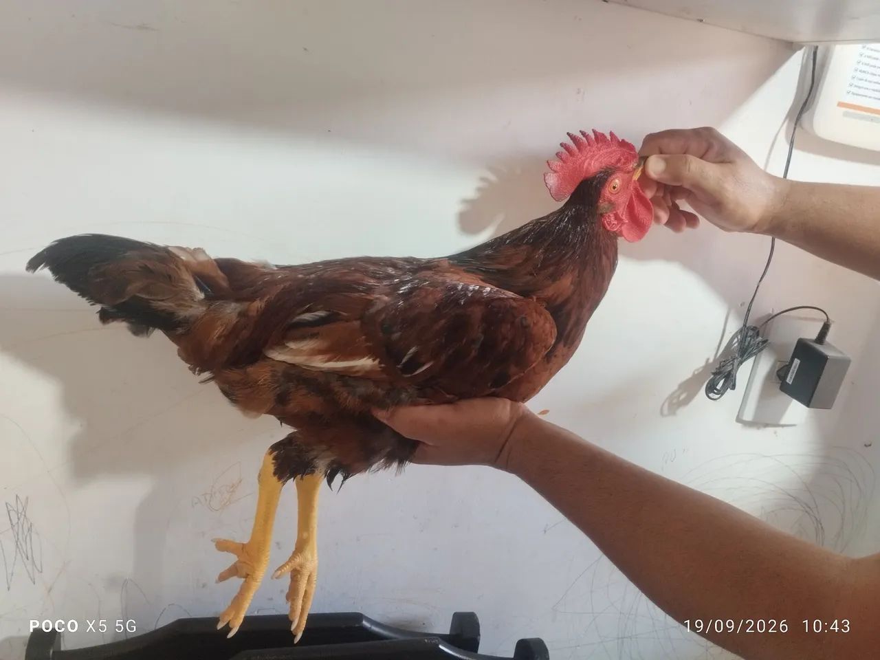 Rhode Island Red  - Foto 4