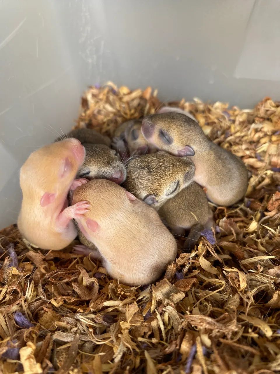 Filhotes de Gerbil/Esquilo da Mongólia 