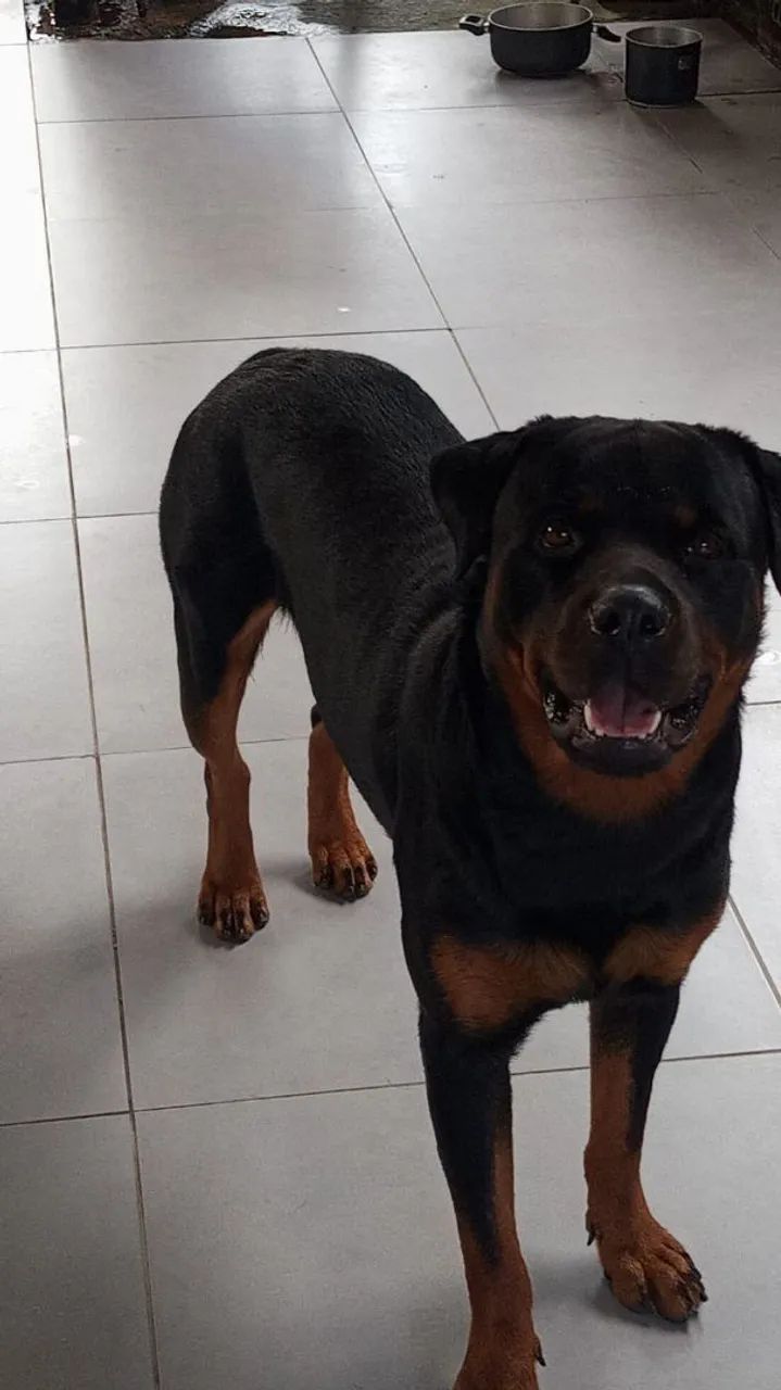 Procura-se uma parceira para o apollo - Foto 2