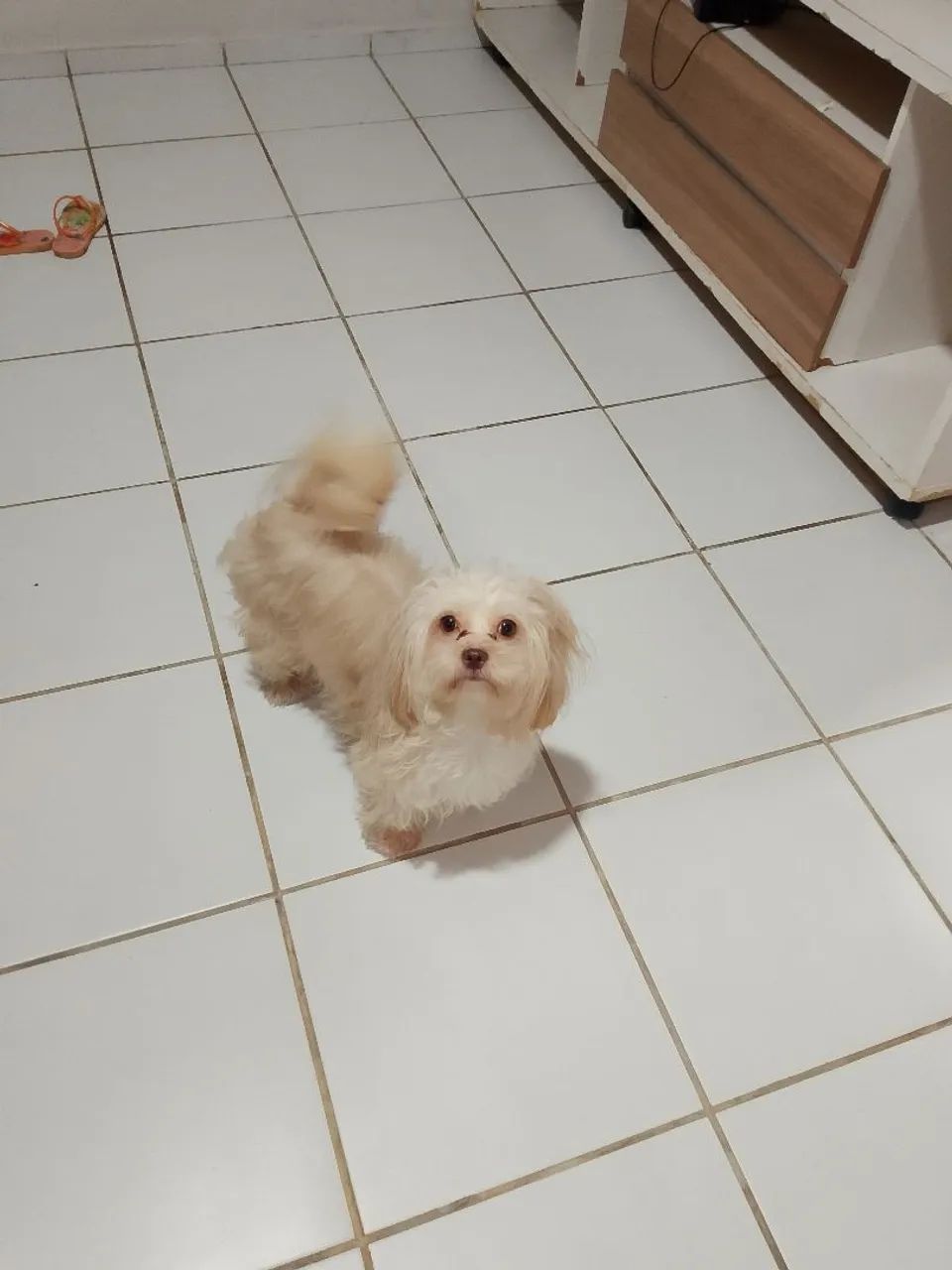 Shitzu com pudoo