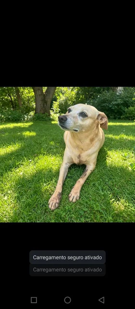 Adote o Bilu - Foto 4