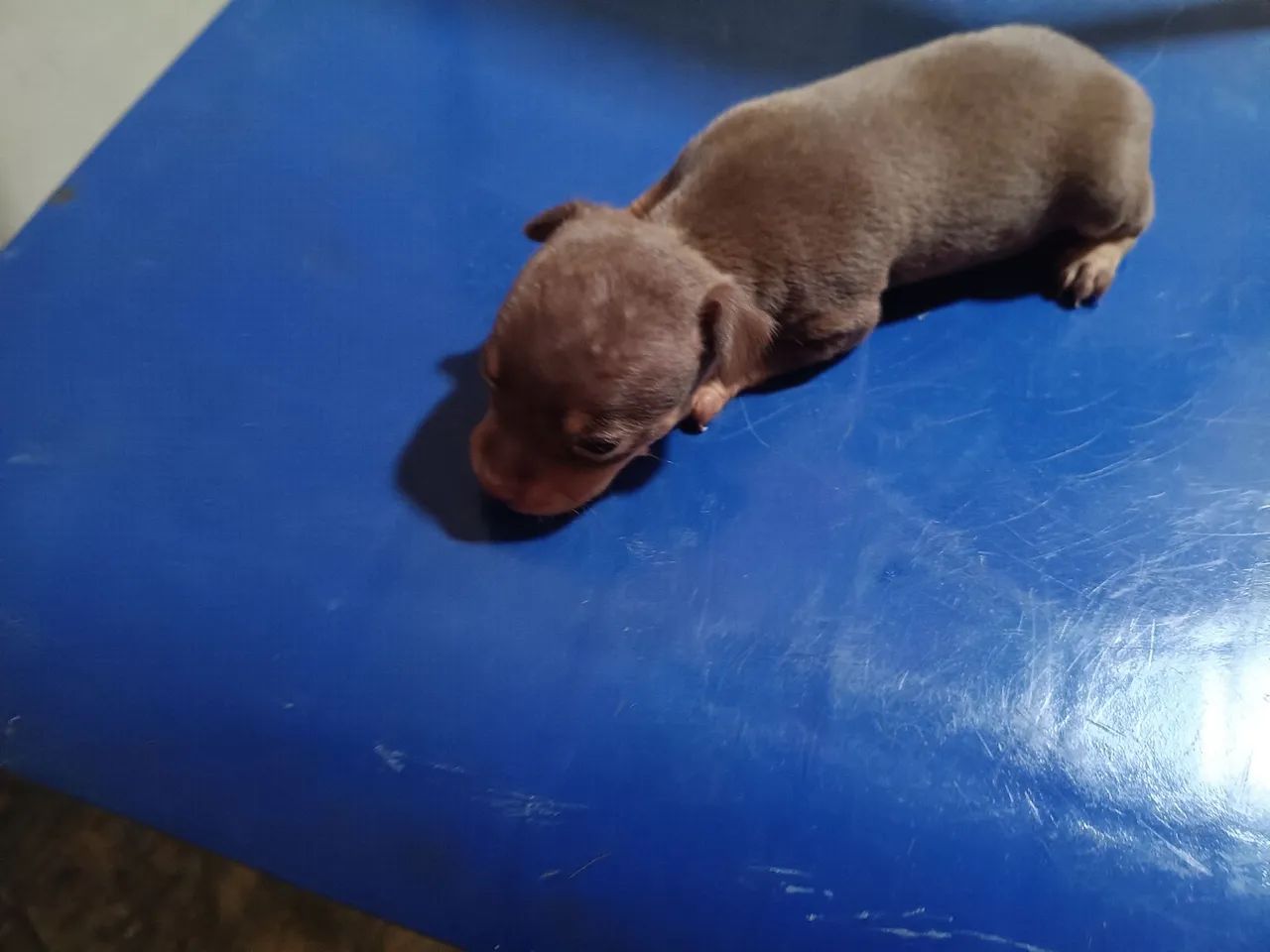 Cachorro  - Foto 2