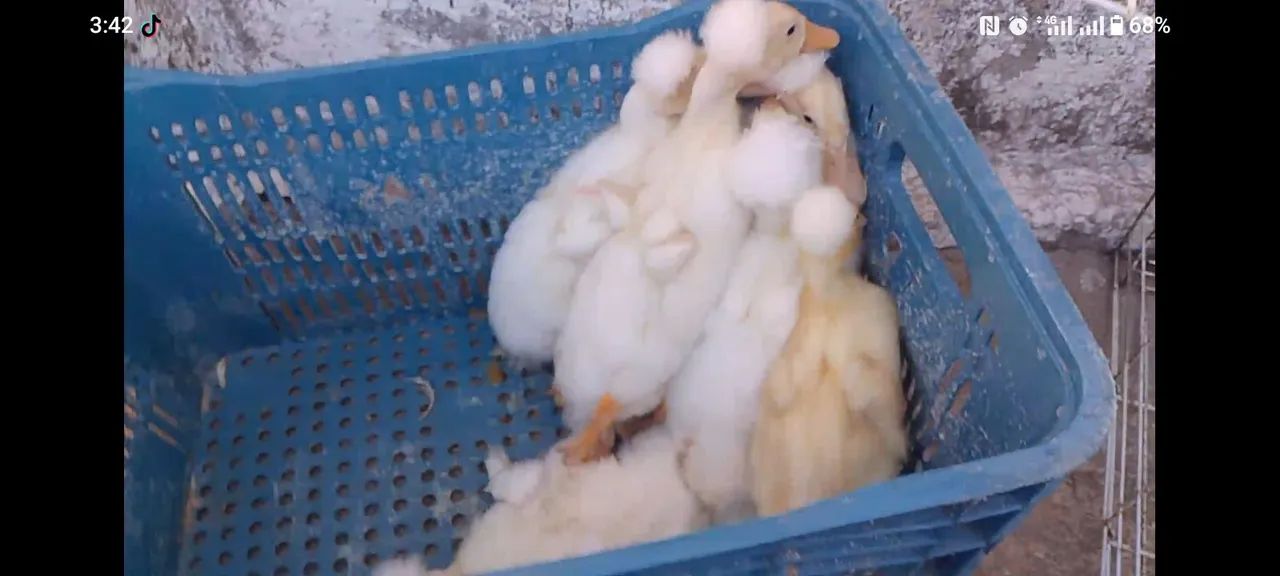 Patos pompom - Foto 5