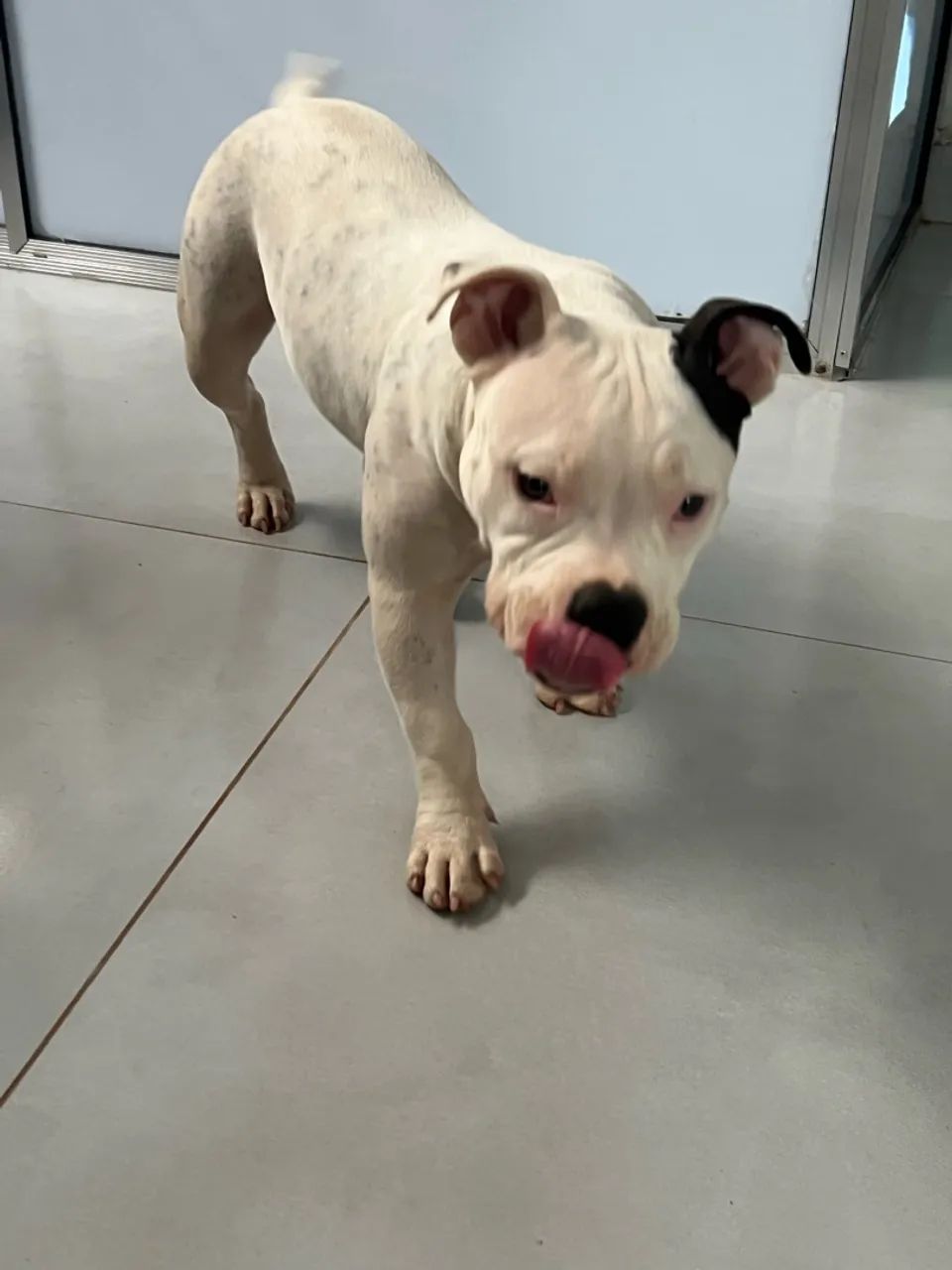 American bully poket  - Foto 4