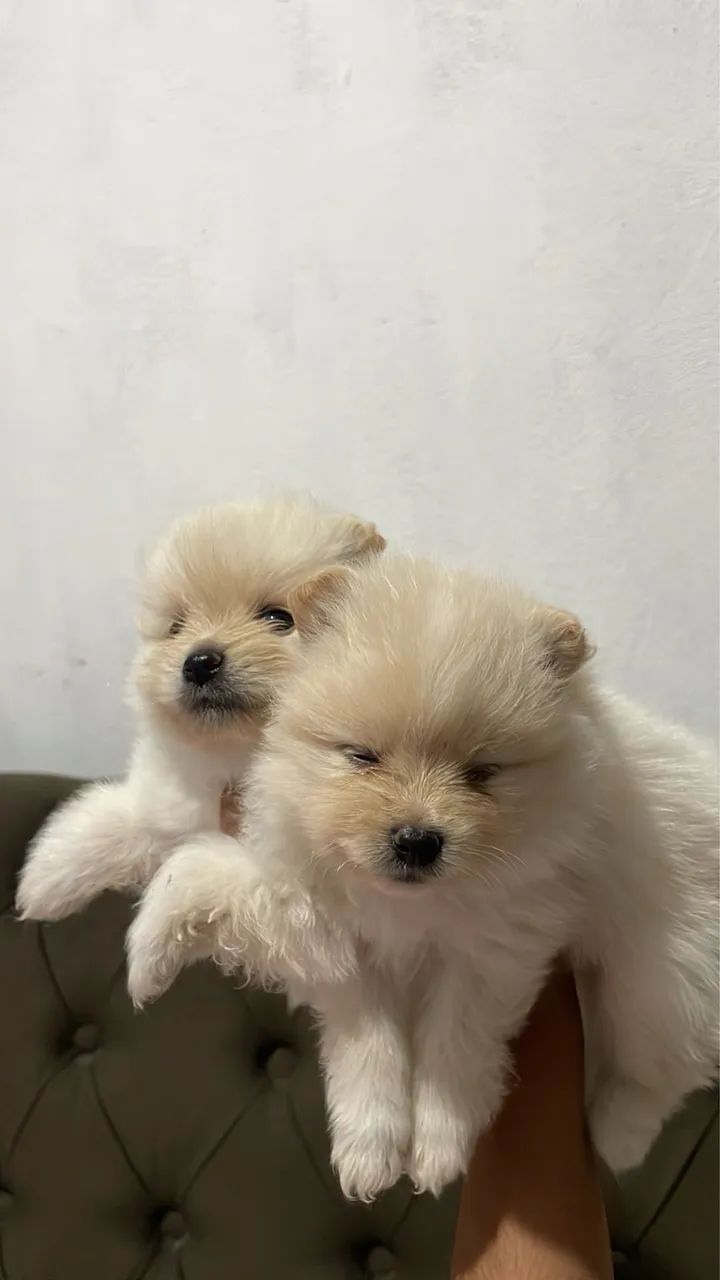 Spitz Alemão  - Foto 3