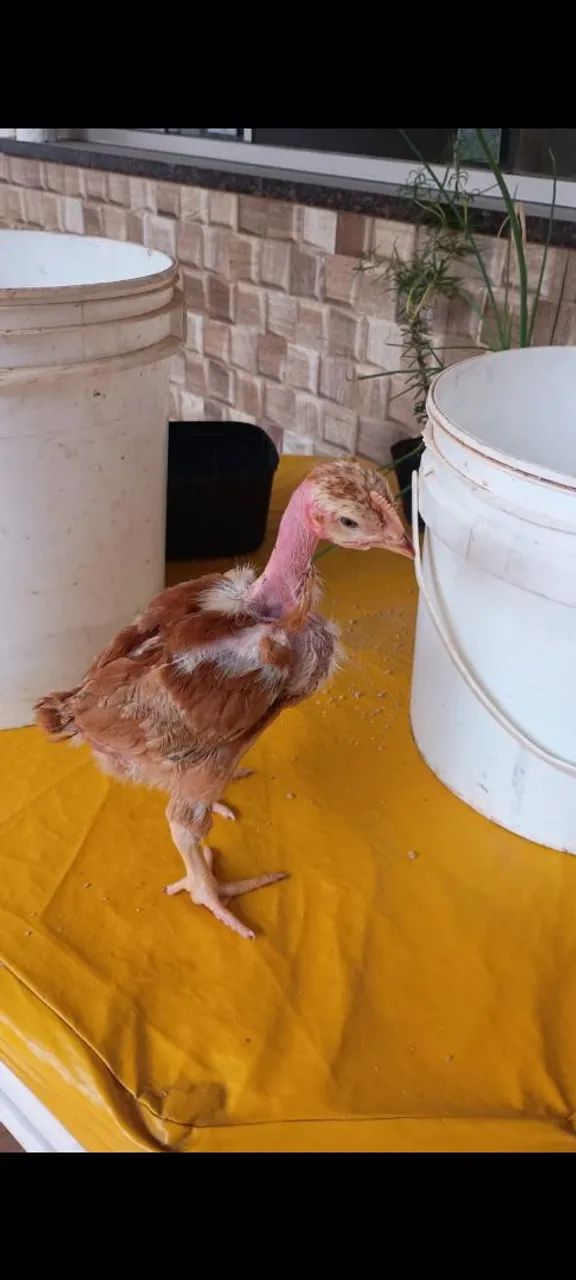 Pintinhos pescoço pelado 