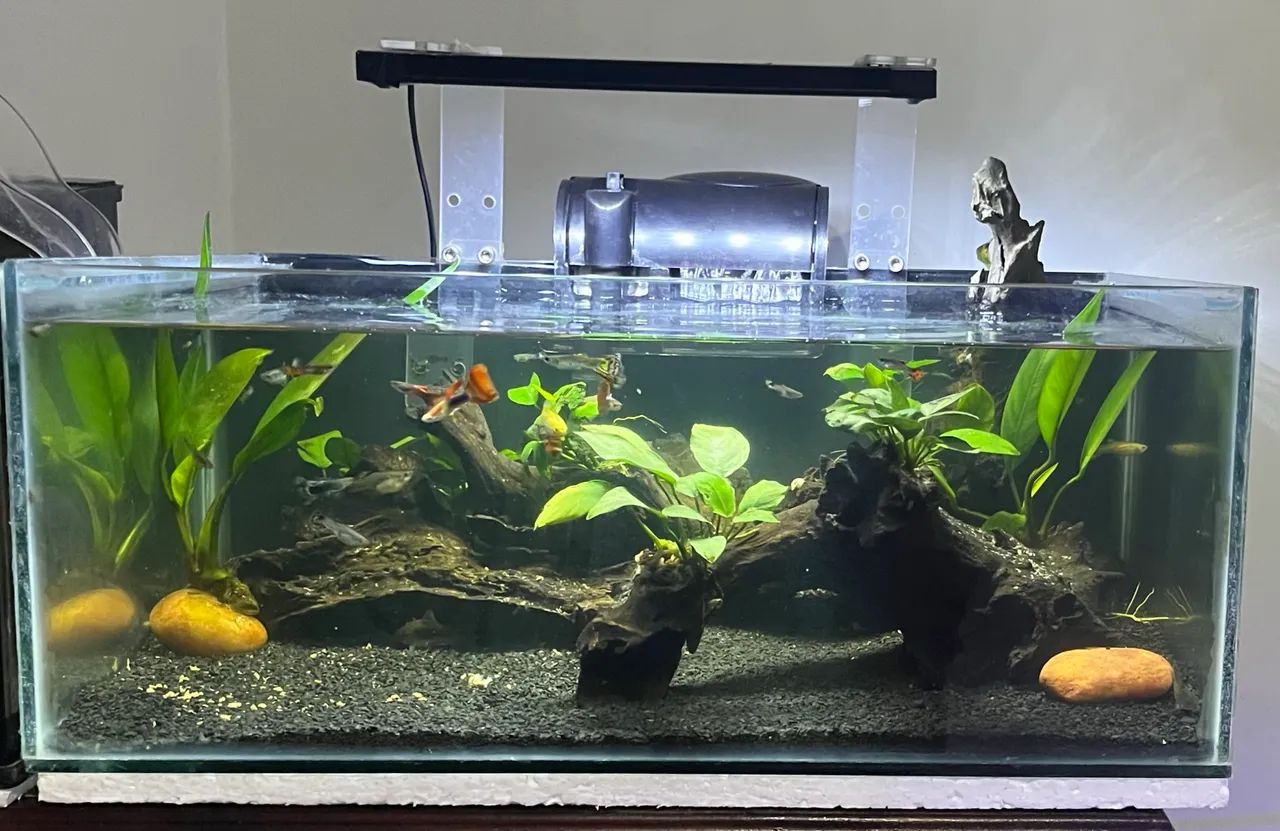 Aquario  - Foto 2