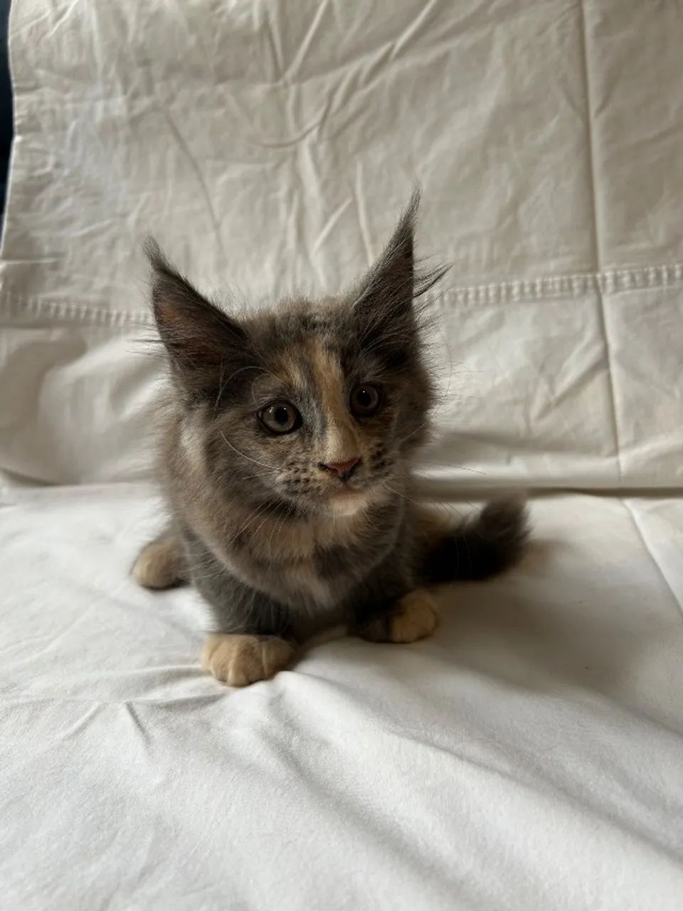 Filhotes de Maine Coon Azuis Fêmeas - Foto 2