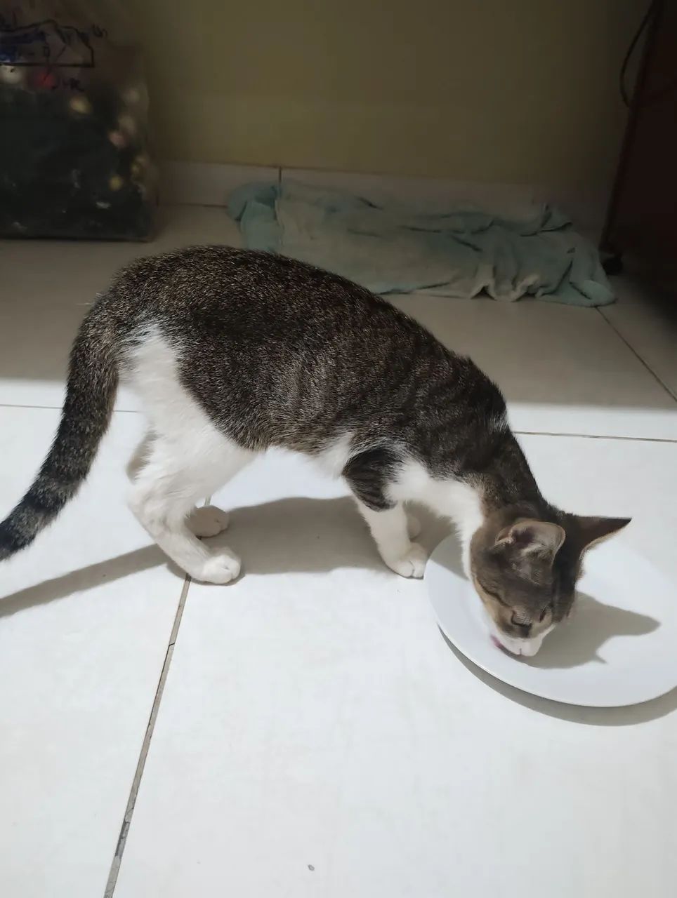 Adoção responsável - Foto 4