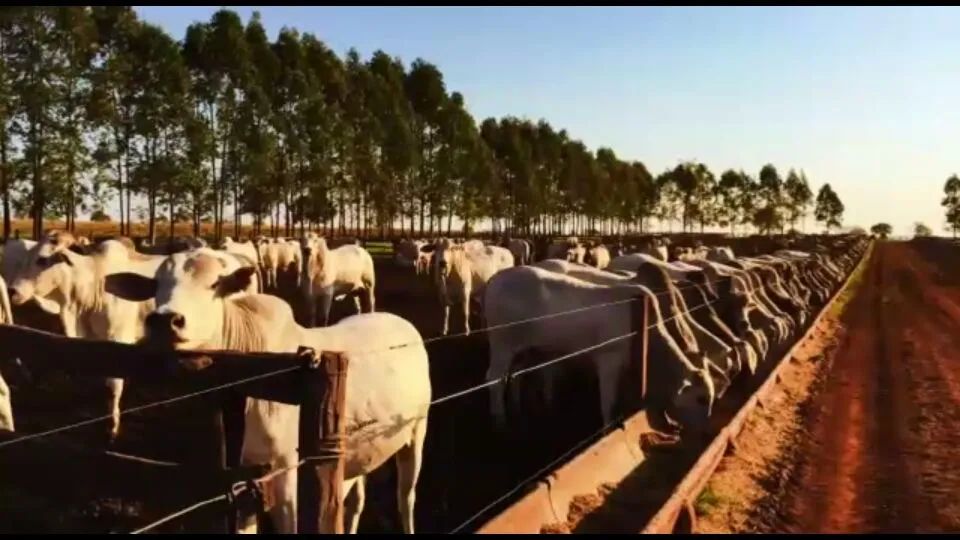 Fazenda top em Minas Gerais  - Foto 3
