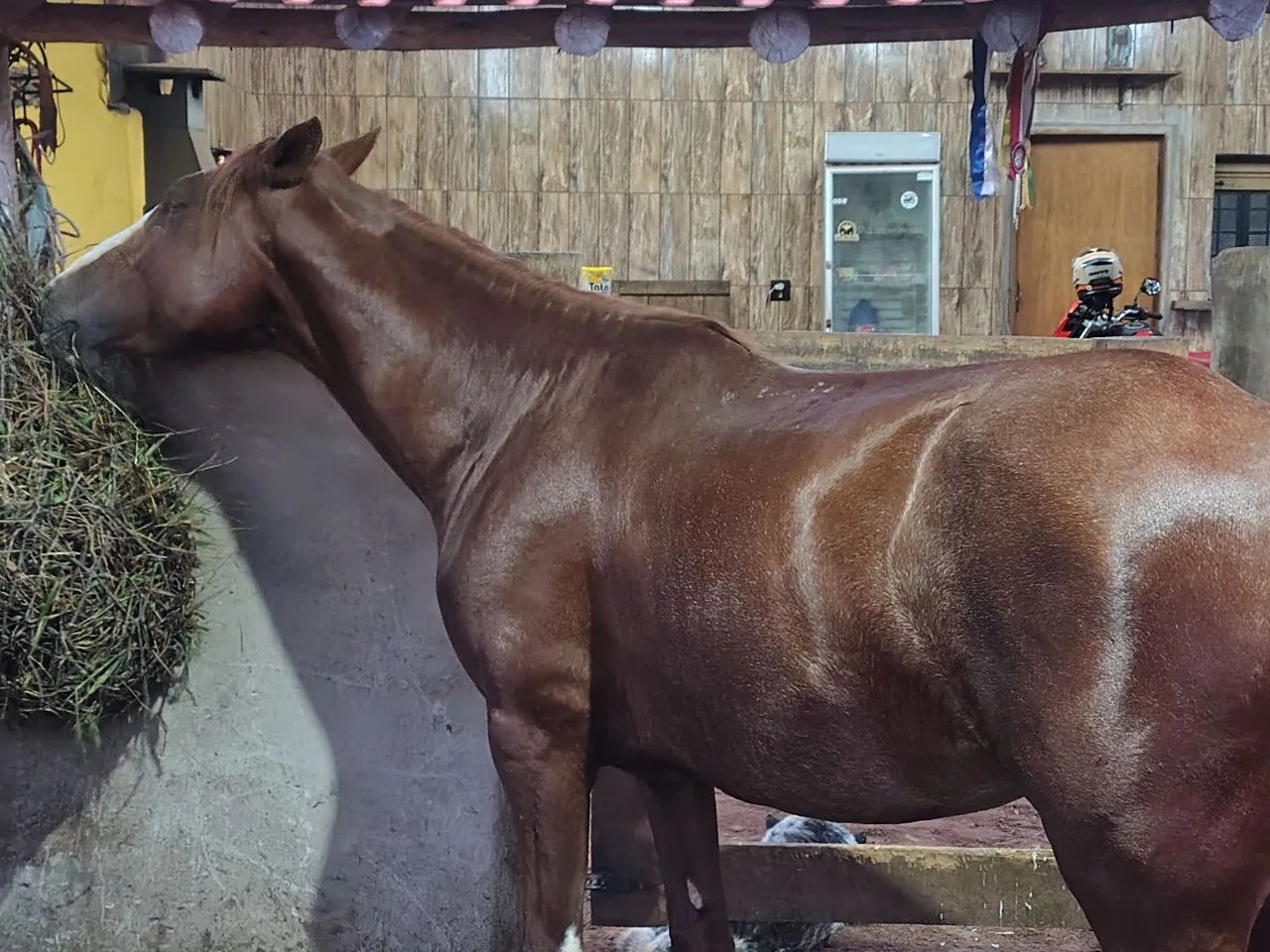 Cavalo Manga Larga Paulista
