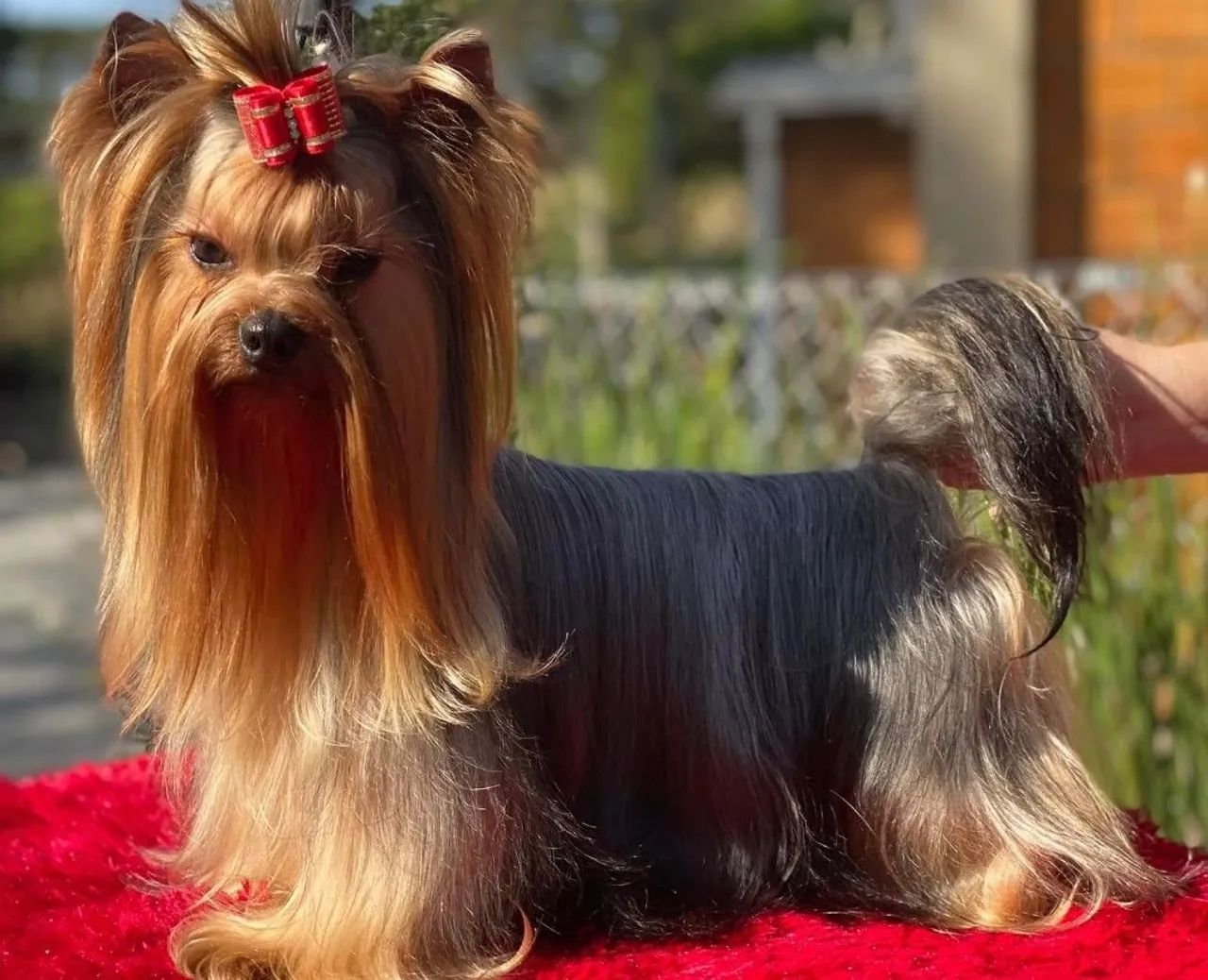 Yorkshire terrier macho  - Foto 4