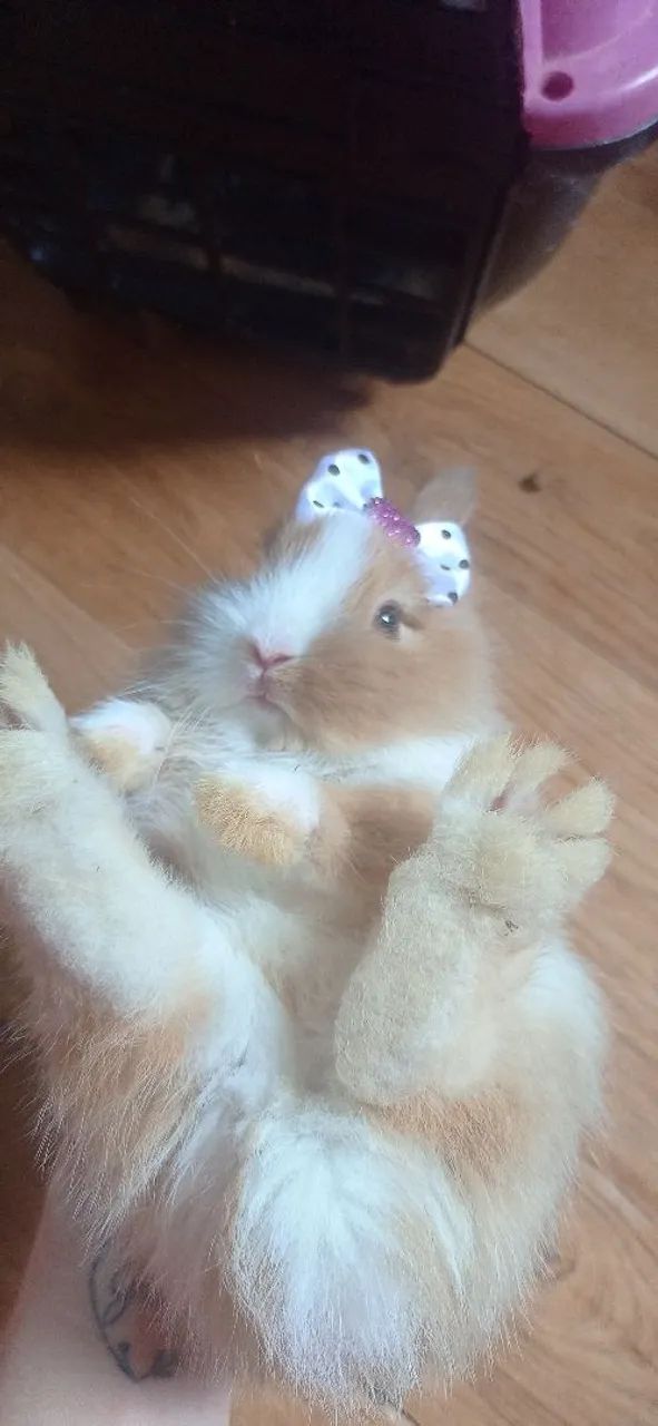 Vendo filhote de mini coelho  - Foto 3