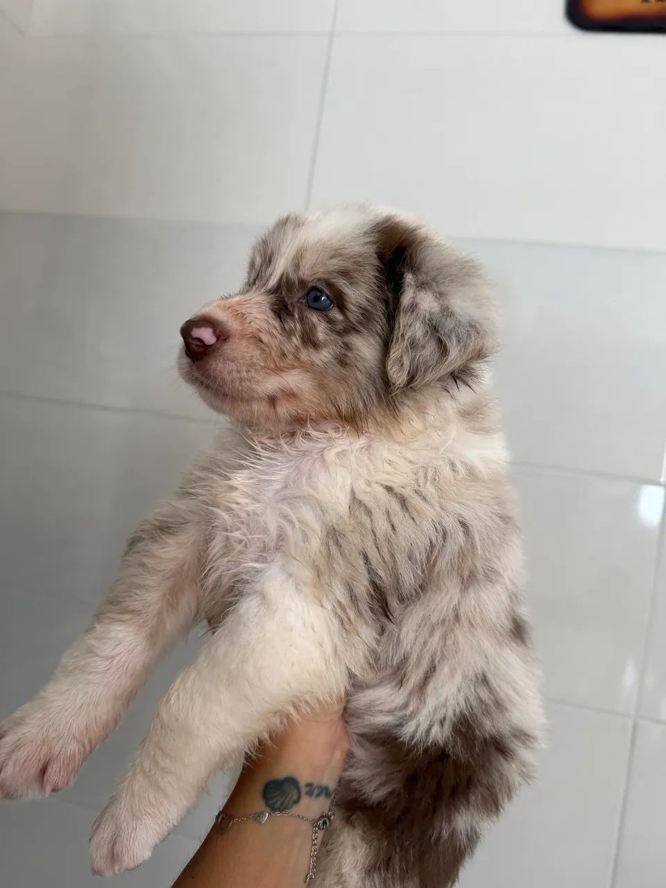 Border Collie | Filhote  - Foto 2