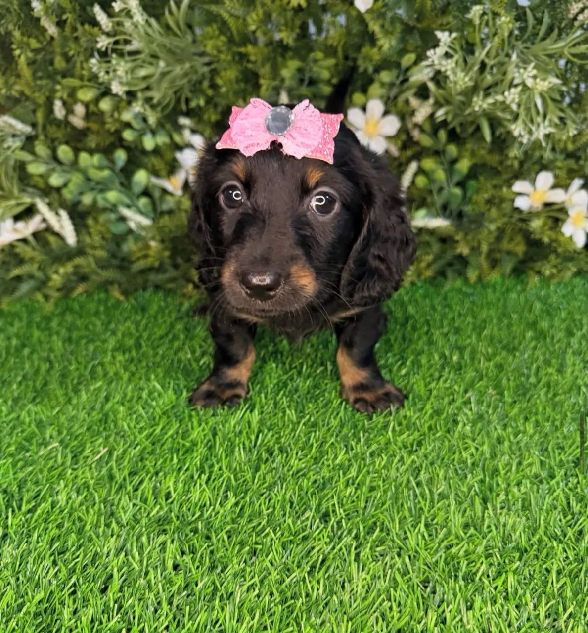 dachshund pelo longo  - Foto 4
