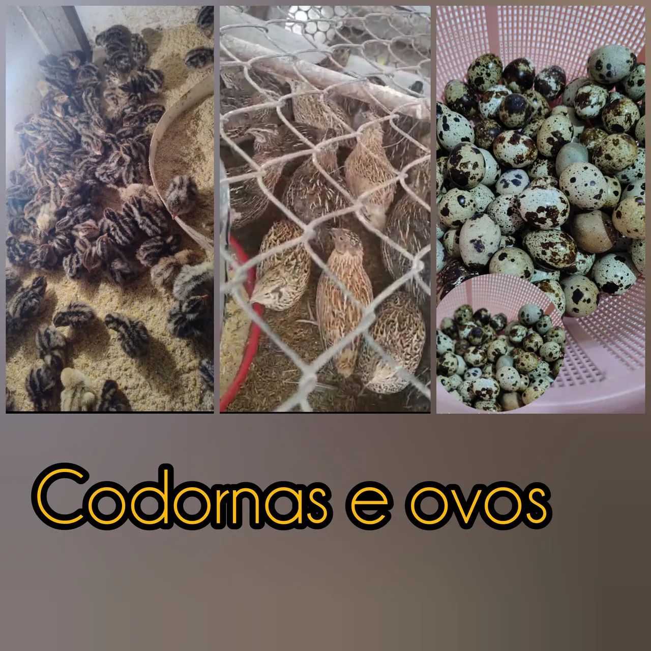 Venda de codornas, picotes,ovos caipiras