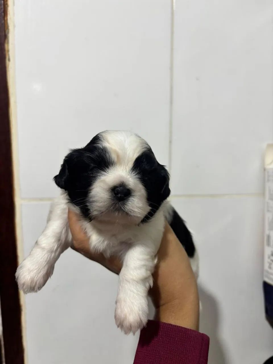 Não é doação shitzu macho  - Foto 3