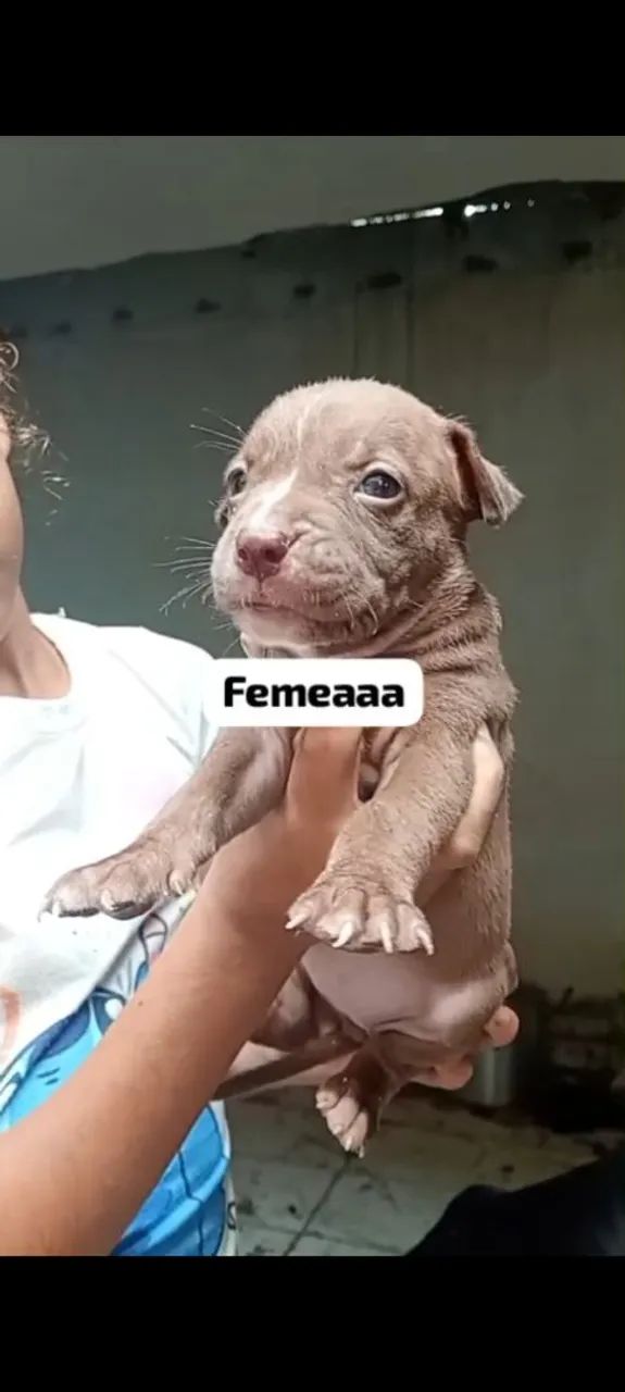 Vendo filhote de Pitbull 200 - Foto 4