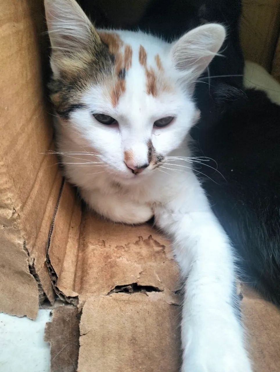 Doação de 2 gatinhos - Foto 3