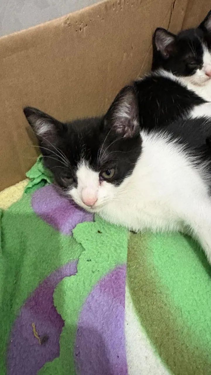 Doação de lindos gatinhos - Foto 3