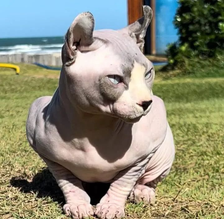 Sphynx Elf russo - Foto 3