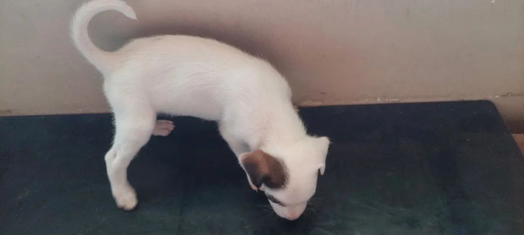 Cães - Foto 5