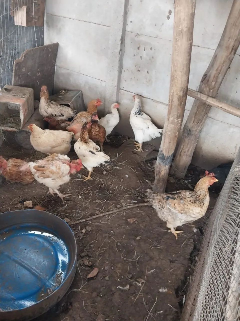 Galinhas caipira  - Foto 6