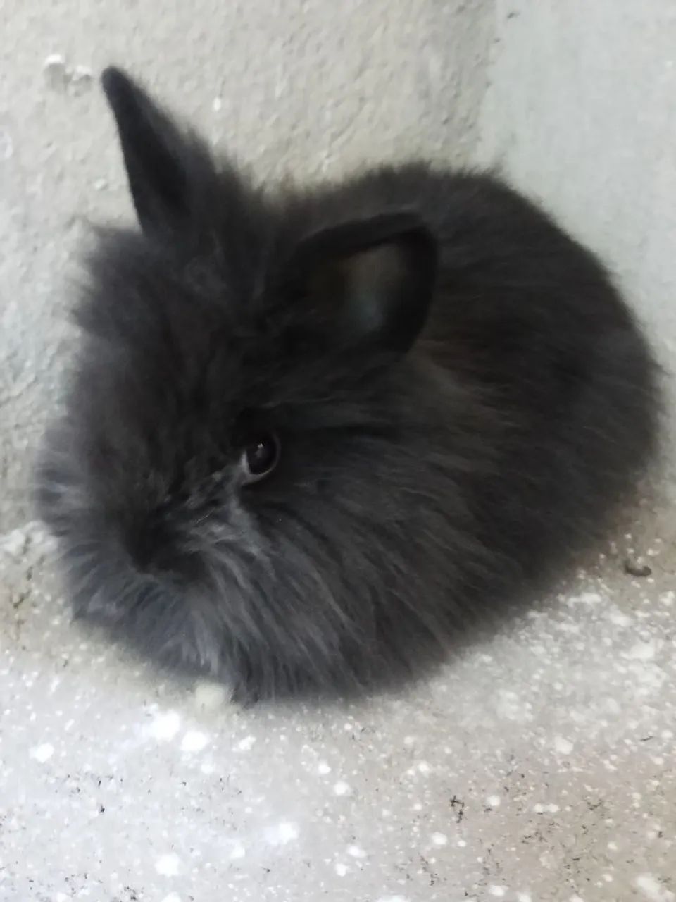 Mini Lion Head  - Foto 4