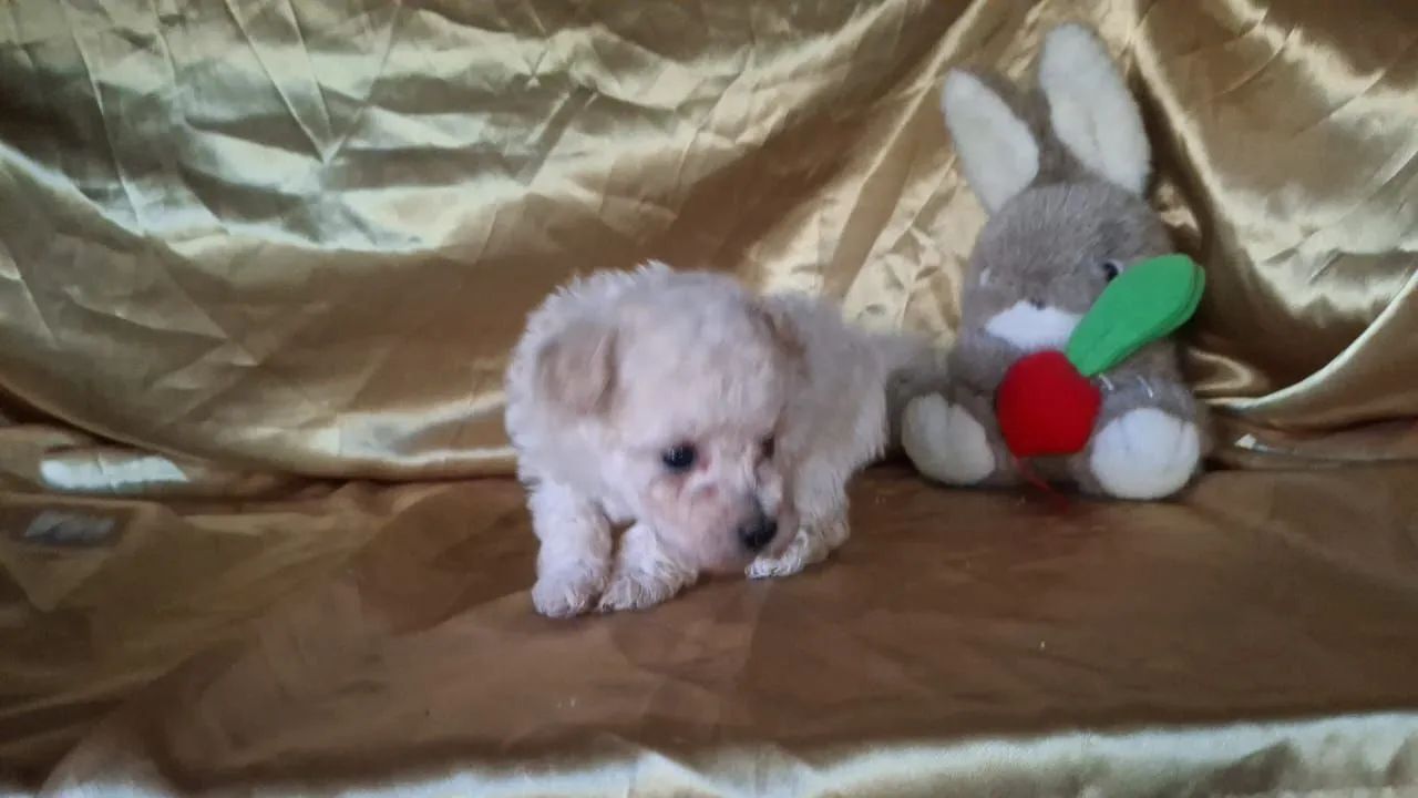 Poodle macho  - Foto 3