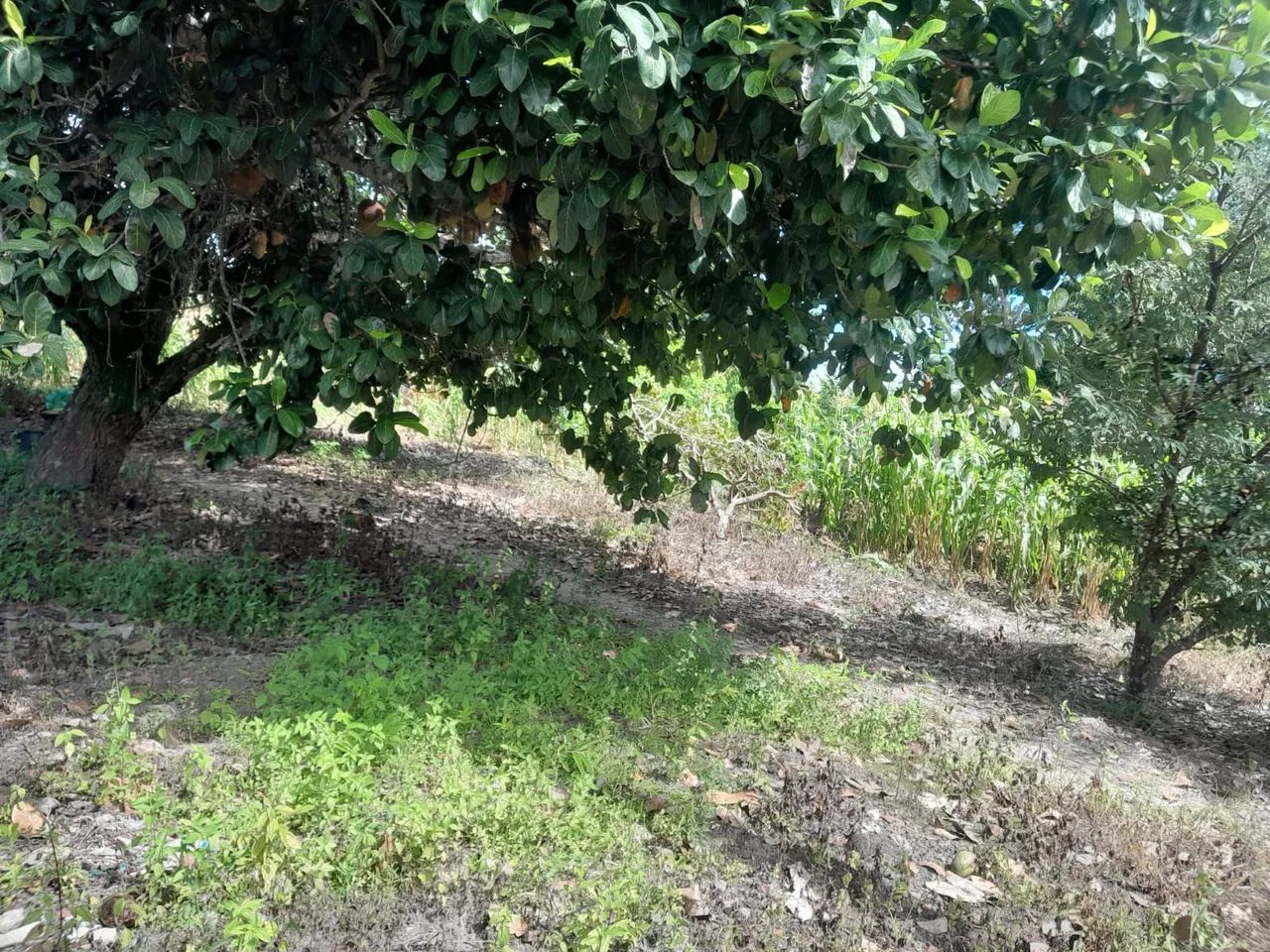 LOTE À VENDA POVOADO ESTREITO EM CAPELA/SE - Foto 4