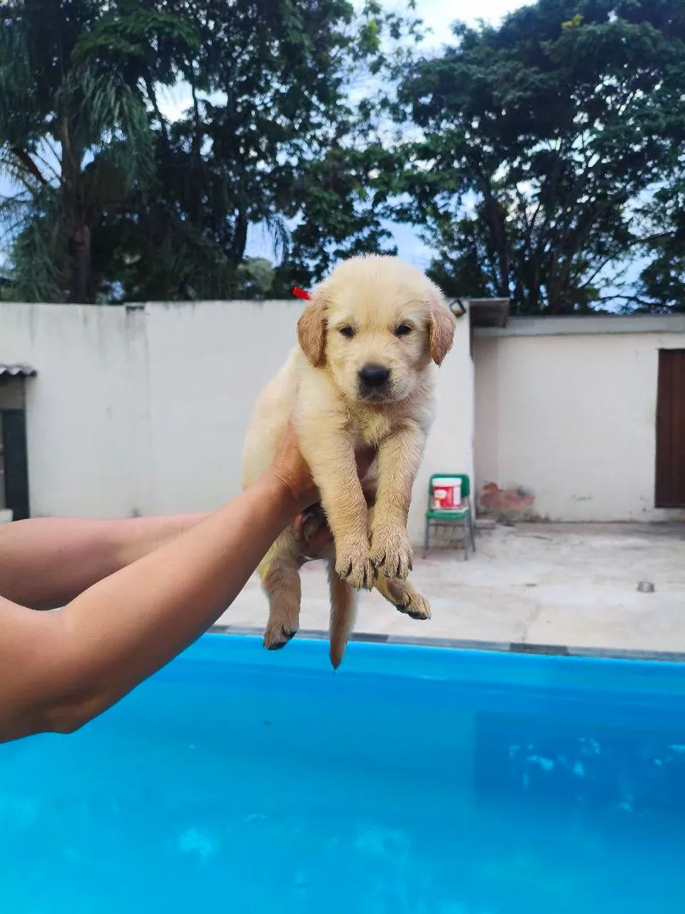 Goldens  - Foto 4