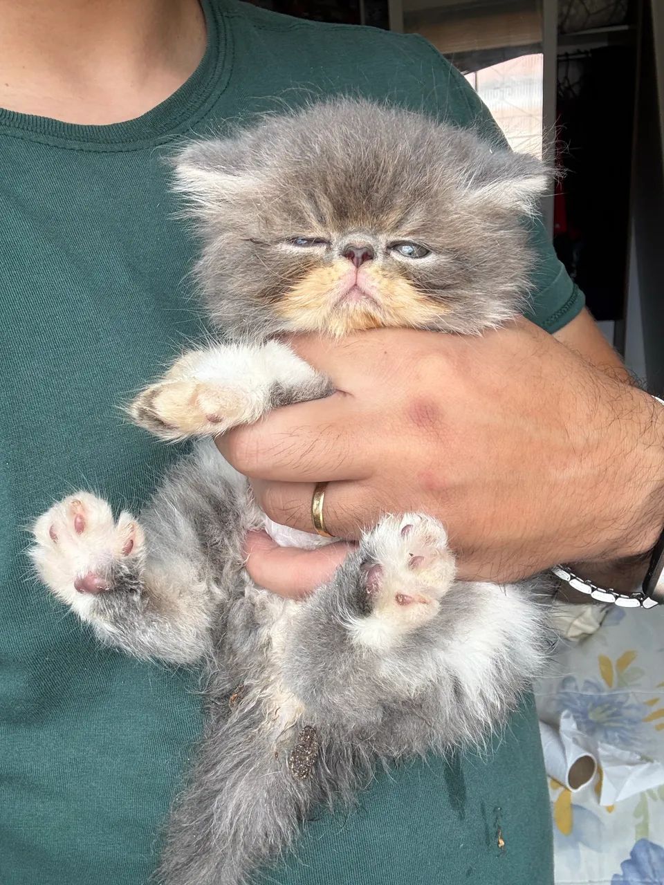 Filhote de gato persa  - Foto 3