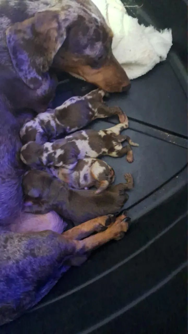 Dachshund  - Foto 4